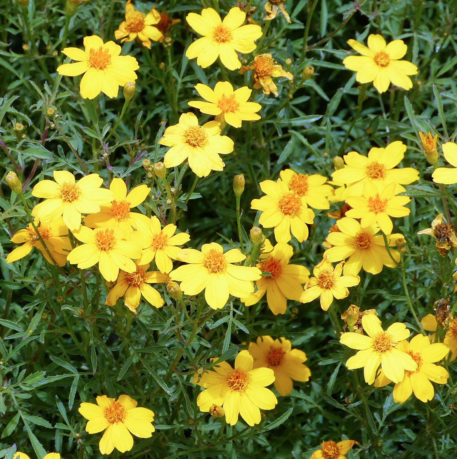 Yellow Lemon Marigold Flower Seeds for planting in home garden